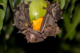 Image of Flat-faced Fruit-eating Bat