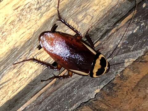 Image of Australian cockroach