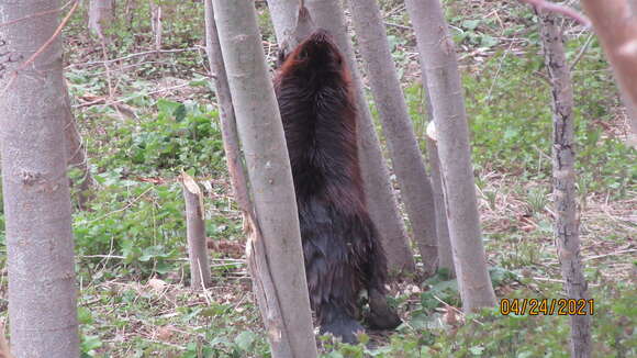 Image of beavers