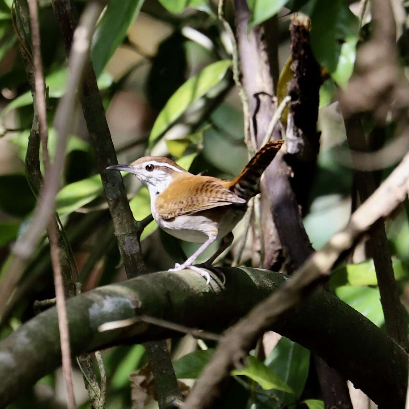 Image of Rufous-and-white Wren