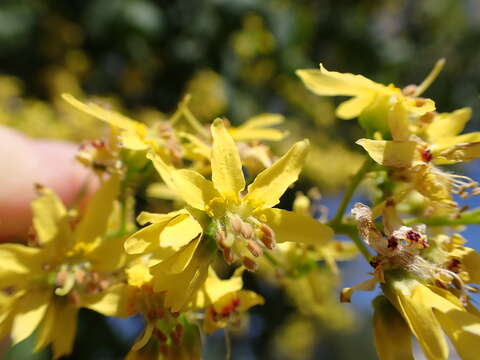 Image of Golden-rain tree