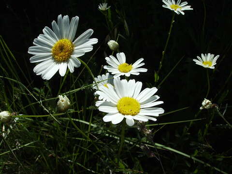 Image of Oxeye Daisy