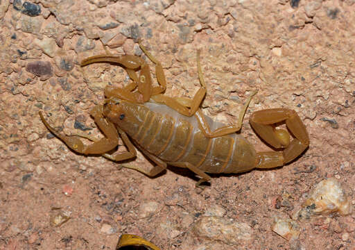 Image of Arizona Bark Scorpion