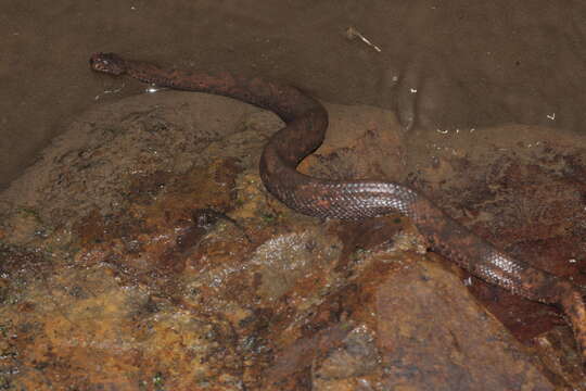 Image of Trachyboa Peters 1860