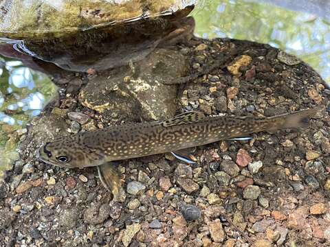 Image of brook trout