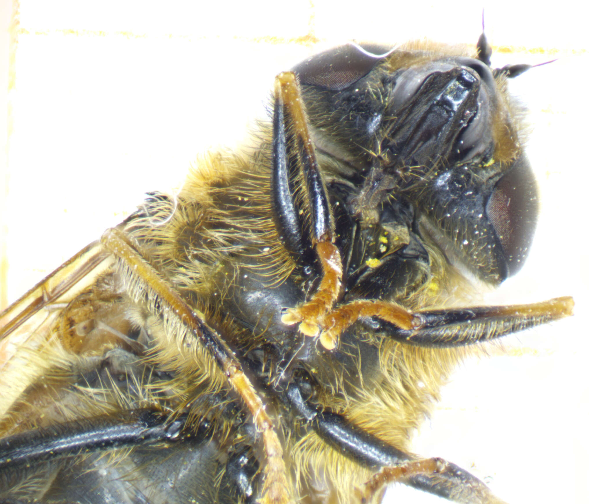 Image of Eristalis pertinax (Scopoli 1763)