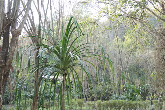 Image of pandanus