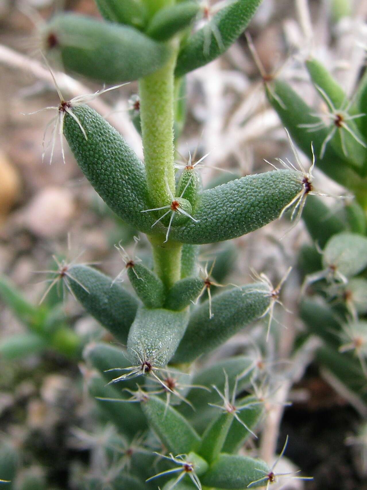 Imagem de Trichodiadema setuliferum (N. E. Br.) Schwant.