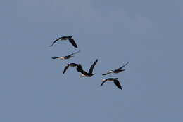 Image of Australian Pied Cormorant