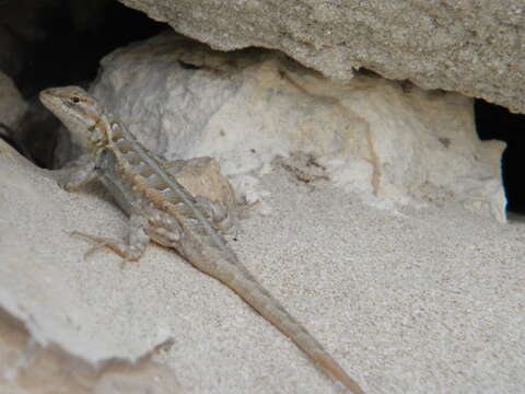 Image of Cozumel Spiny Lizard