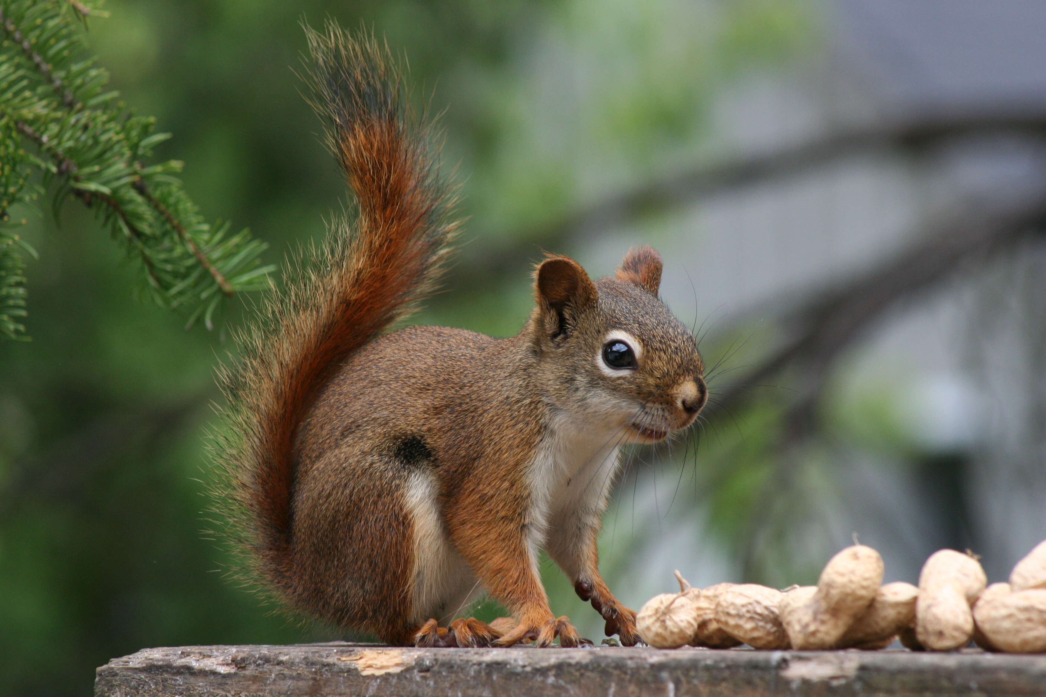 Image of Eurasian red squirrel