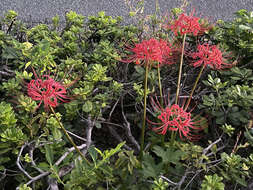 Image of red spider lily