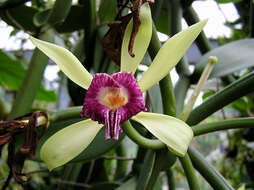 Image of Vanilla imperialis Kraenzl.