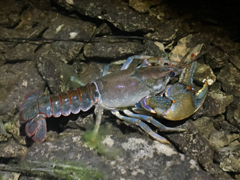 Image of devil crawfish