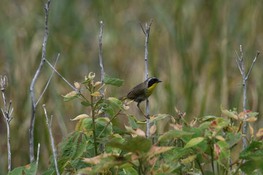 Geothlypis trichas (Linnaeus 1766) resmi