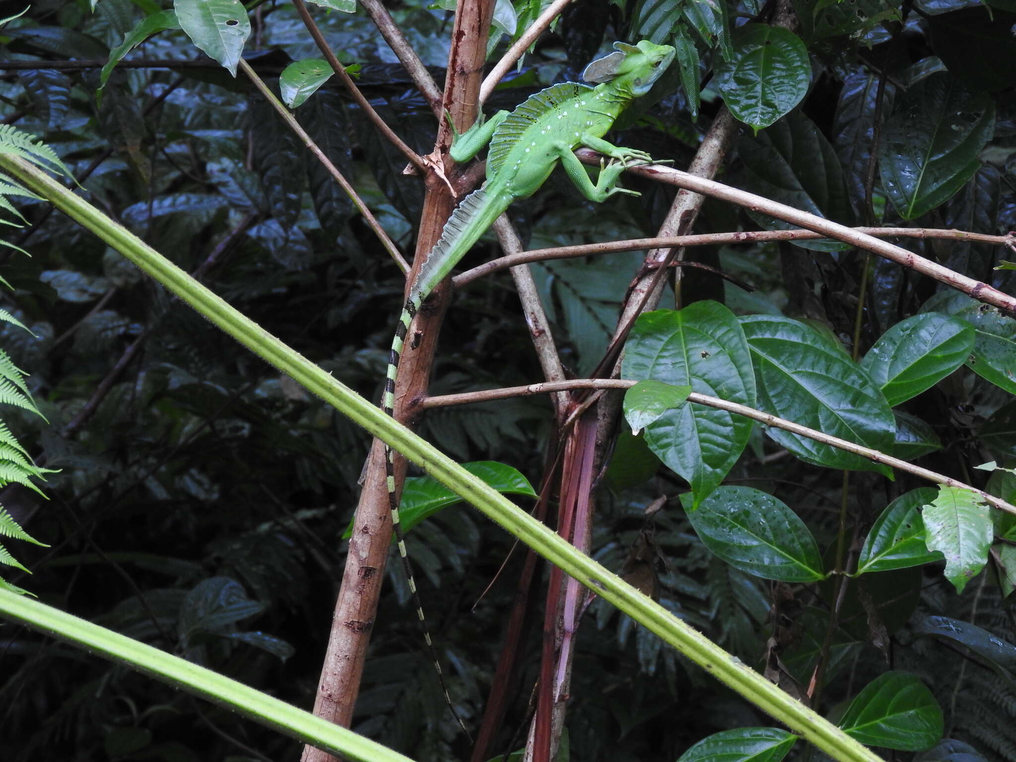 Image of Green Basilisk