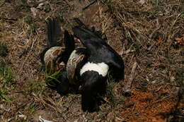 Image of Dumeril's Boa