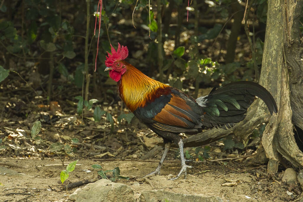 Image of Red Junglefowl