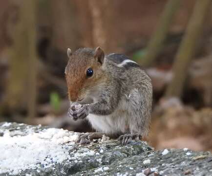 Image of Jungle Palm Squirrel