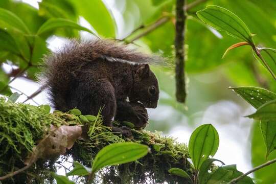 Imagem de Microsciurus flaviventer (Gray 1867)