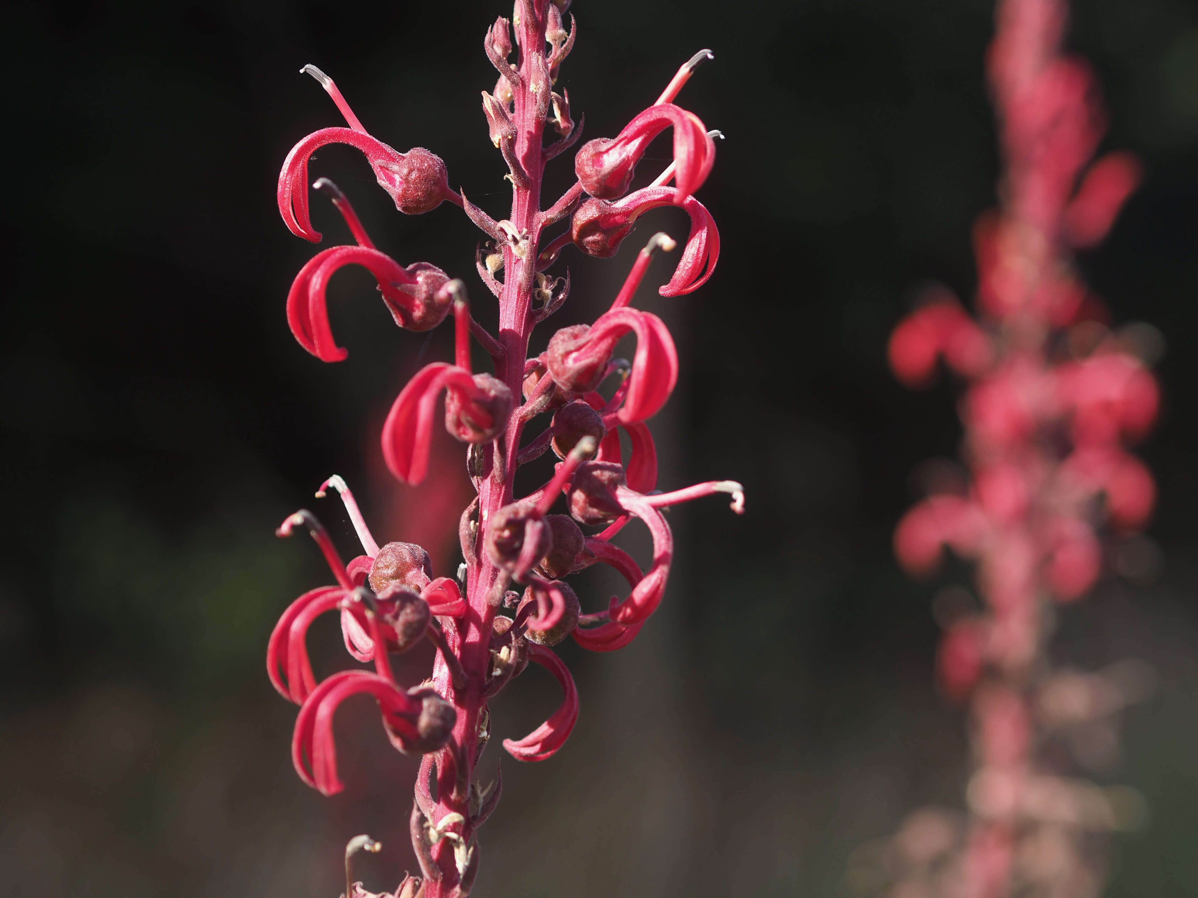 Image of Devil's Tobacco