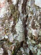 Image of Acleris literana Linnaeus 1758