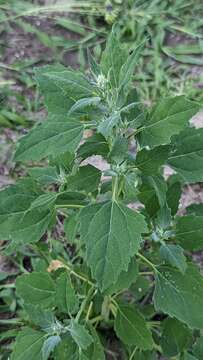 Imagem de Chenopodium album L.