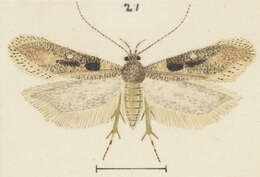 Image of Symmetrischema tangolias Gyen 1913