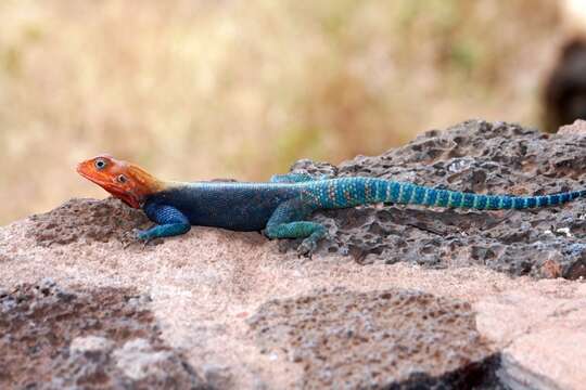 Image of Kenya Rock Agama