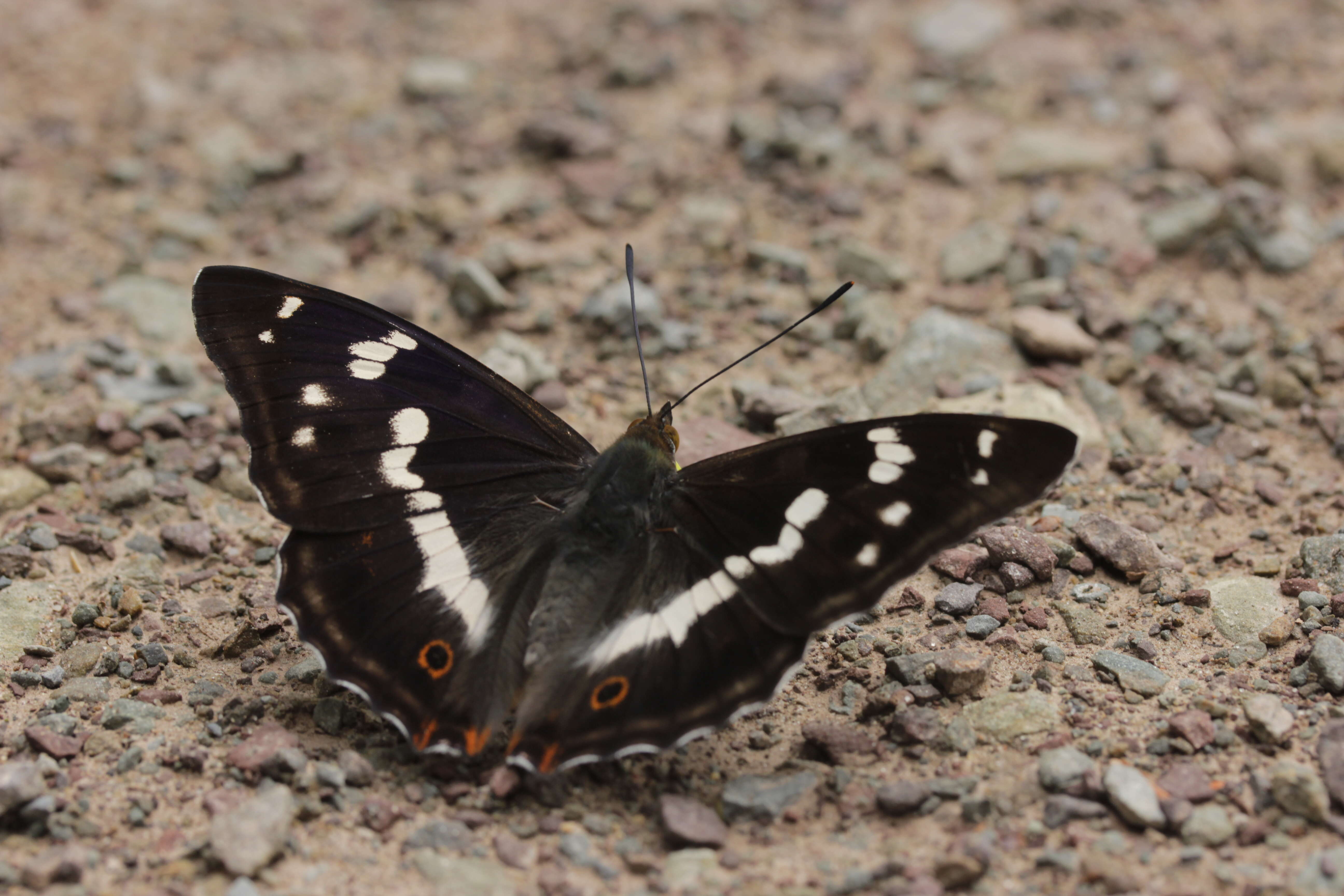 Image of purple emperor