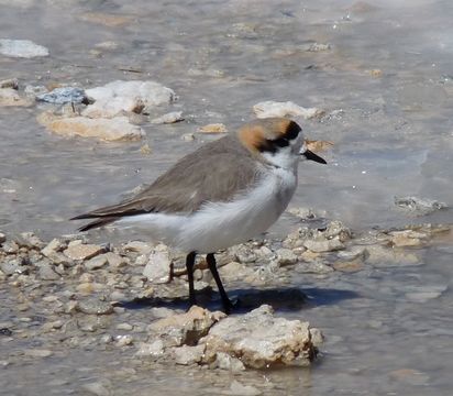 18.https www inaturalist org photos 681683.580x360