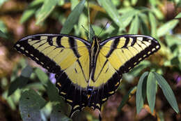 Image of Eastern Tiger Swallowtail