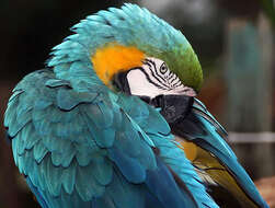 Image of Blue-and-yellow Macaw