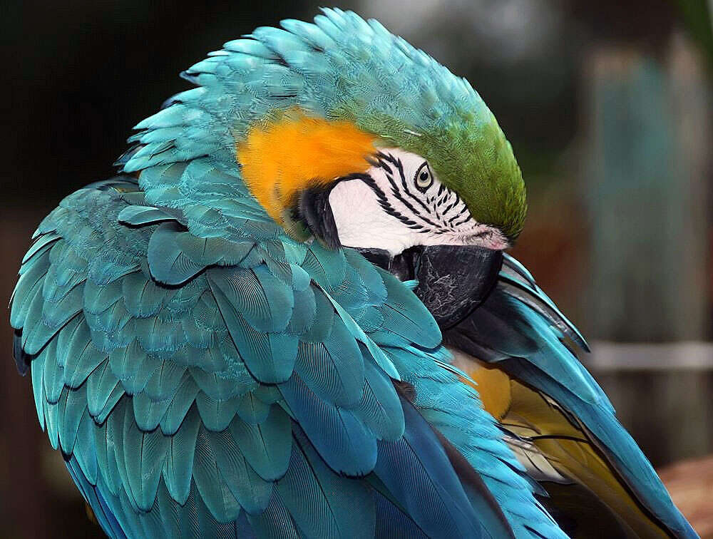 Image of Blue-and-yellow Macaw