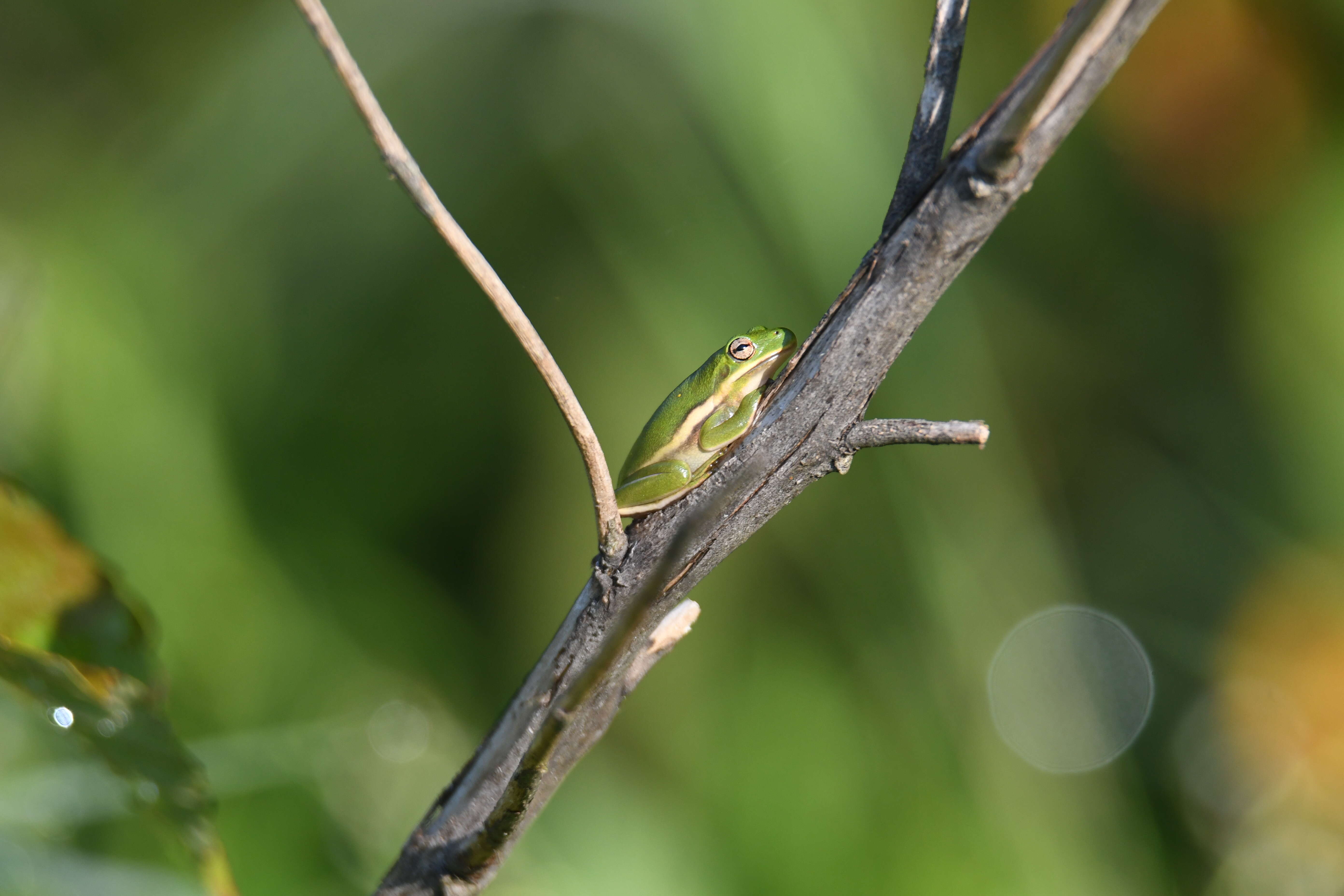 Image of American Green Treefrog