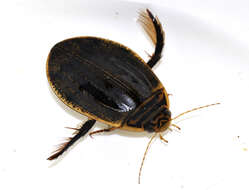 Image of Grooved Diving Beetle