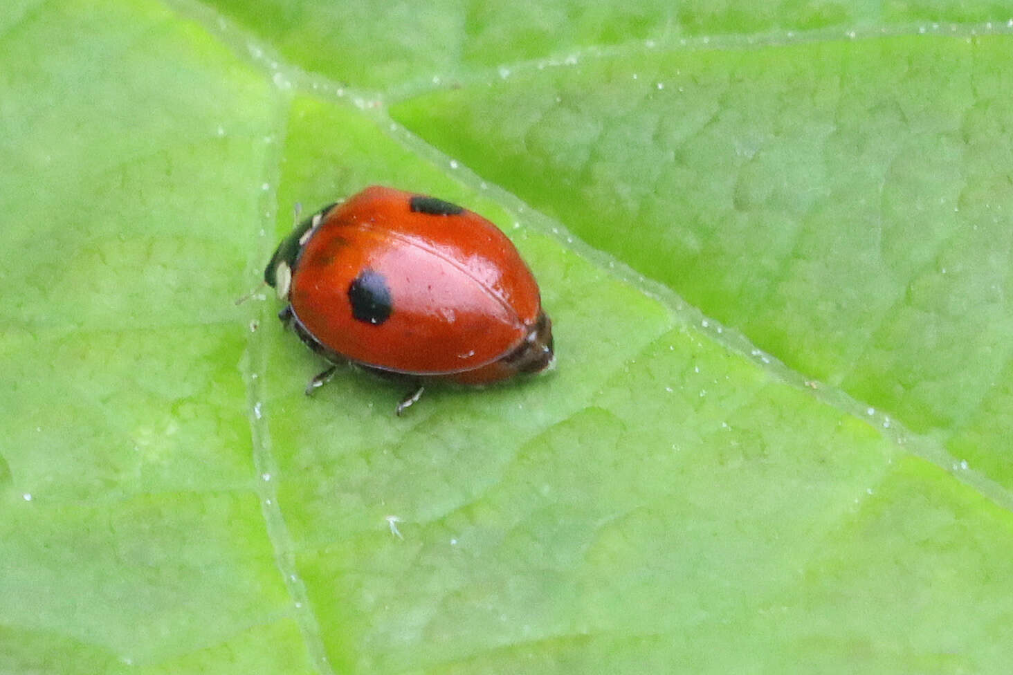 Plancia ëd Adalia bipunctata (Linnaeus 1758)