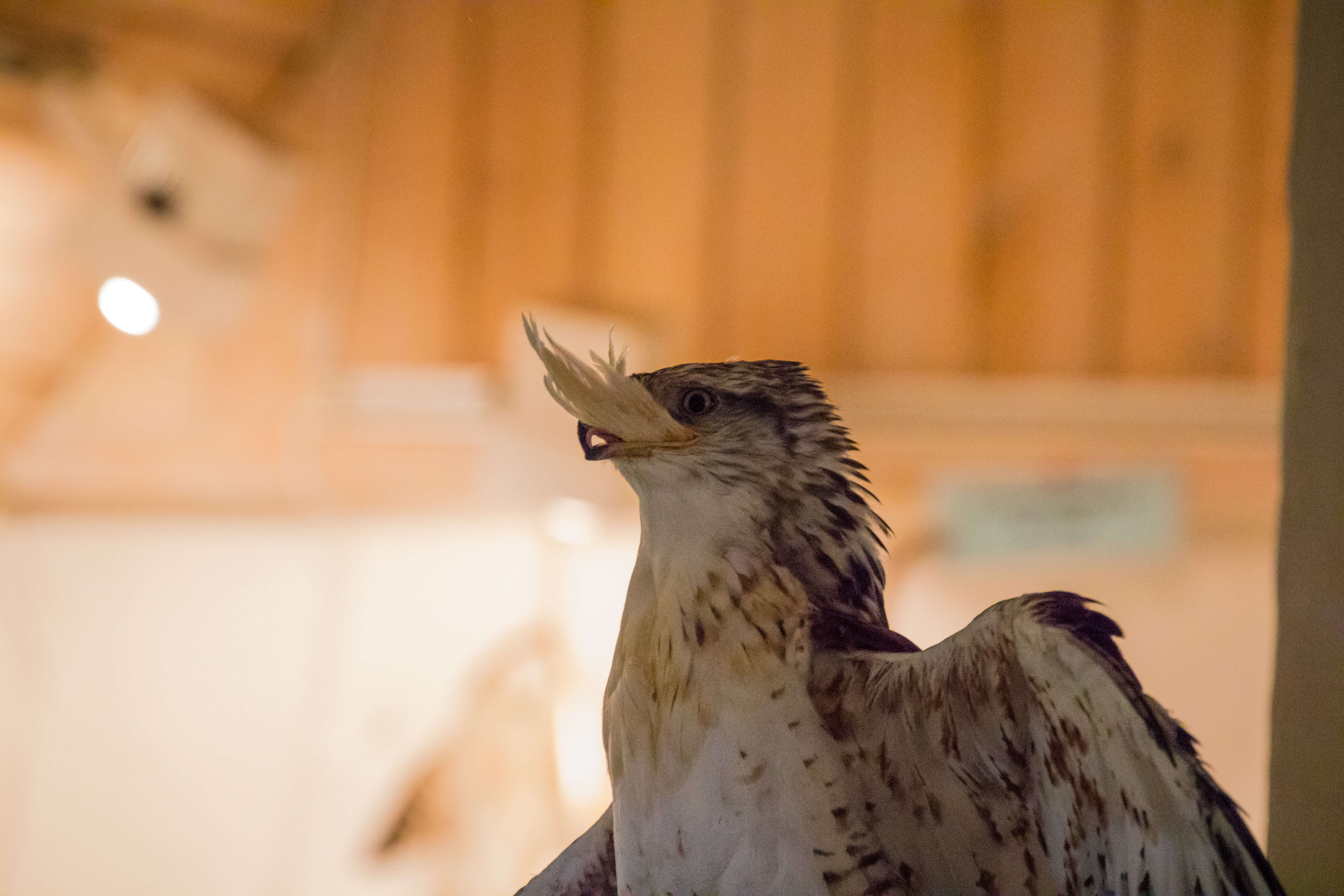 Image of Common Buzzard