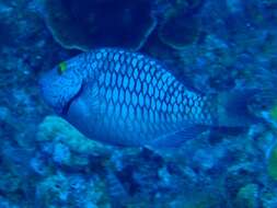 Image of Yellowtail parrotfish
