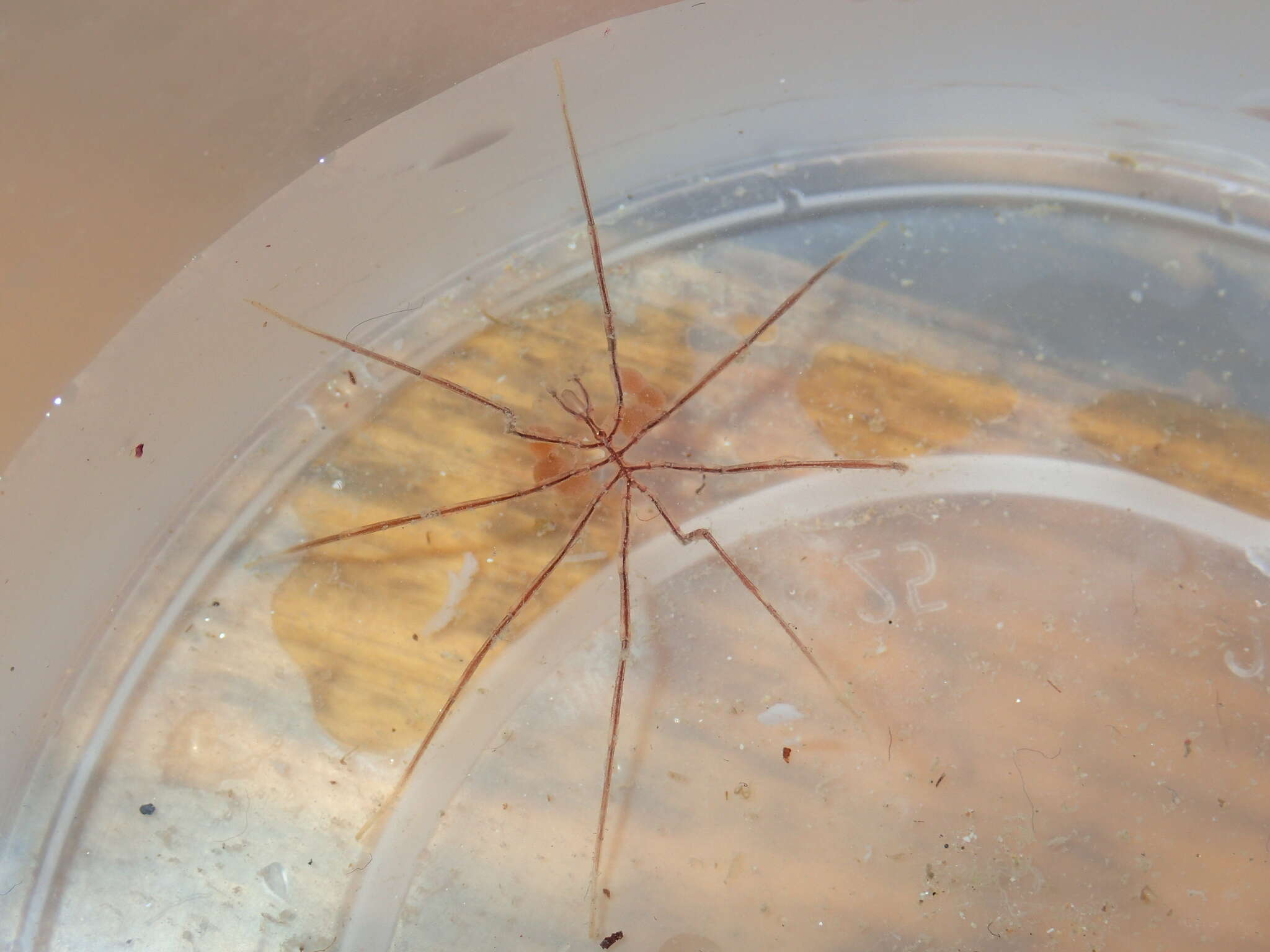 Image of Sea-spider