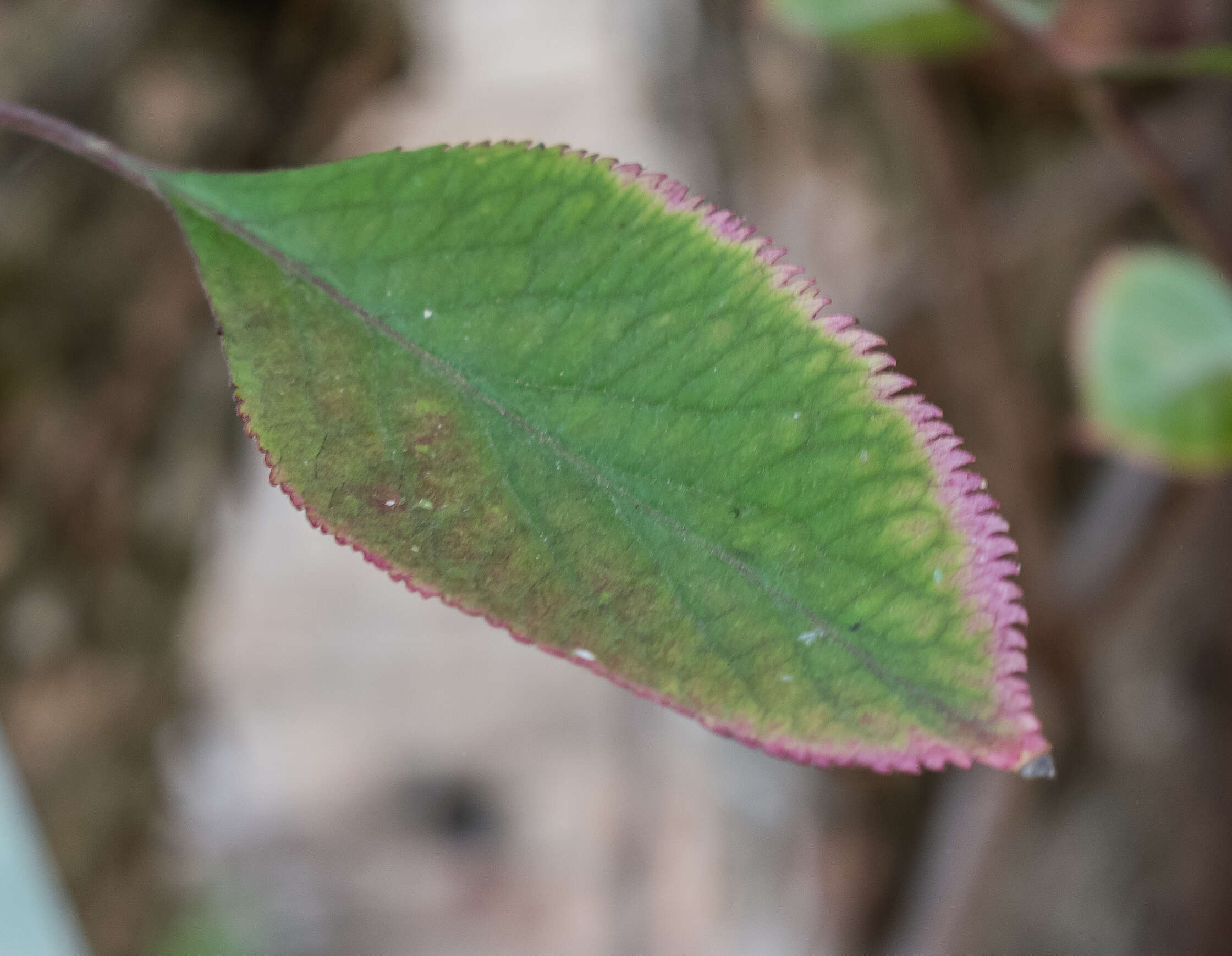 Imagem de Sambucus nigra L.