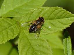 Image of Eristalis pertinax (Scopoli 1763)