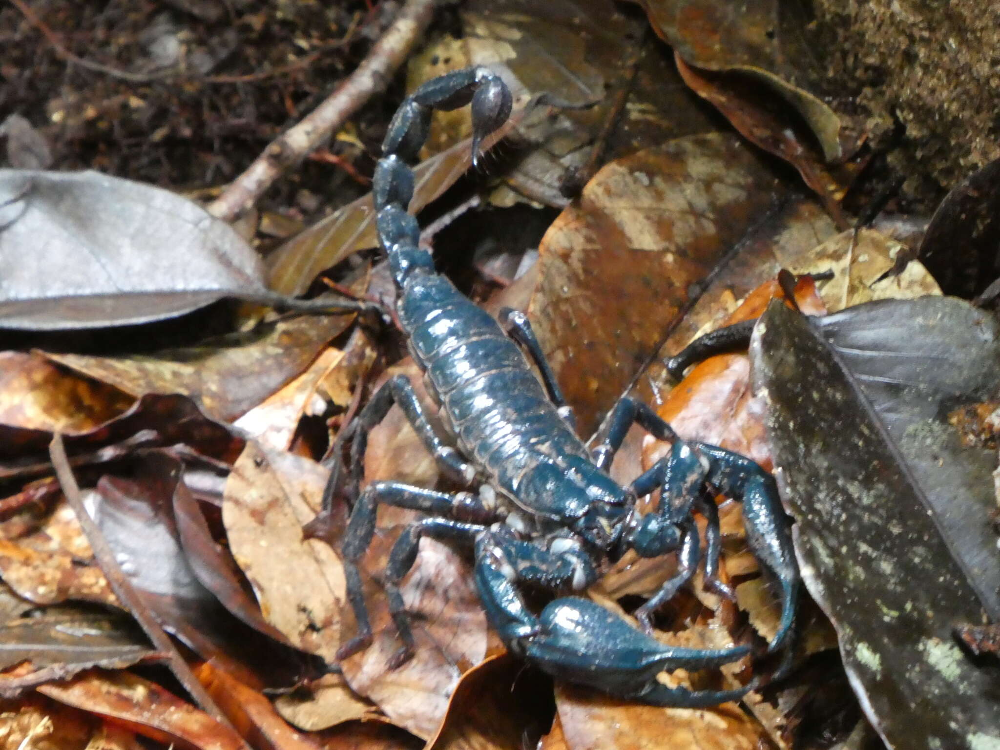 Image of Asian Forest Scorpion