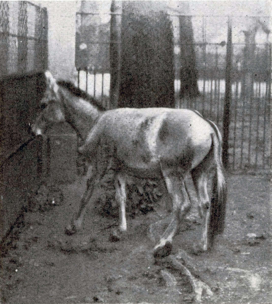 Image de Equus hemippus I. Geoffroy Saint-Hilaire 1855