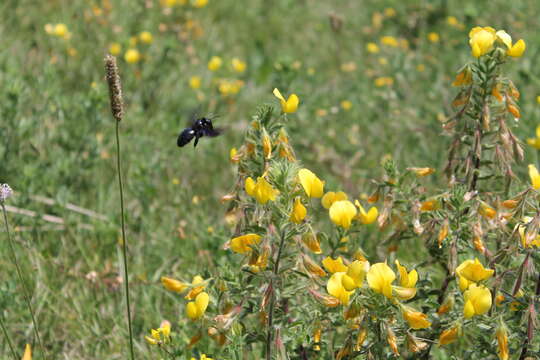 Plancia ëd Ononis natrix L.