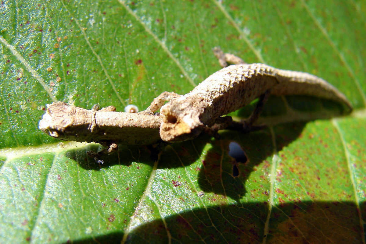 Image of Mount d'Ambre Leaf Chameleon