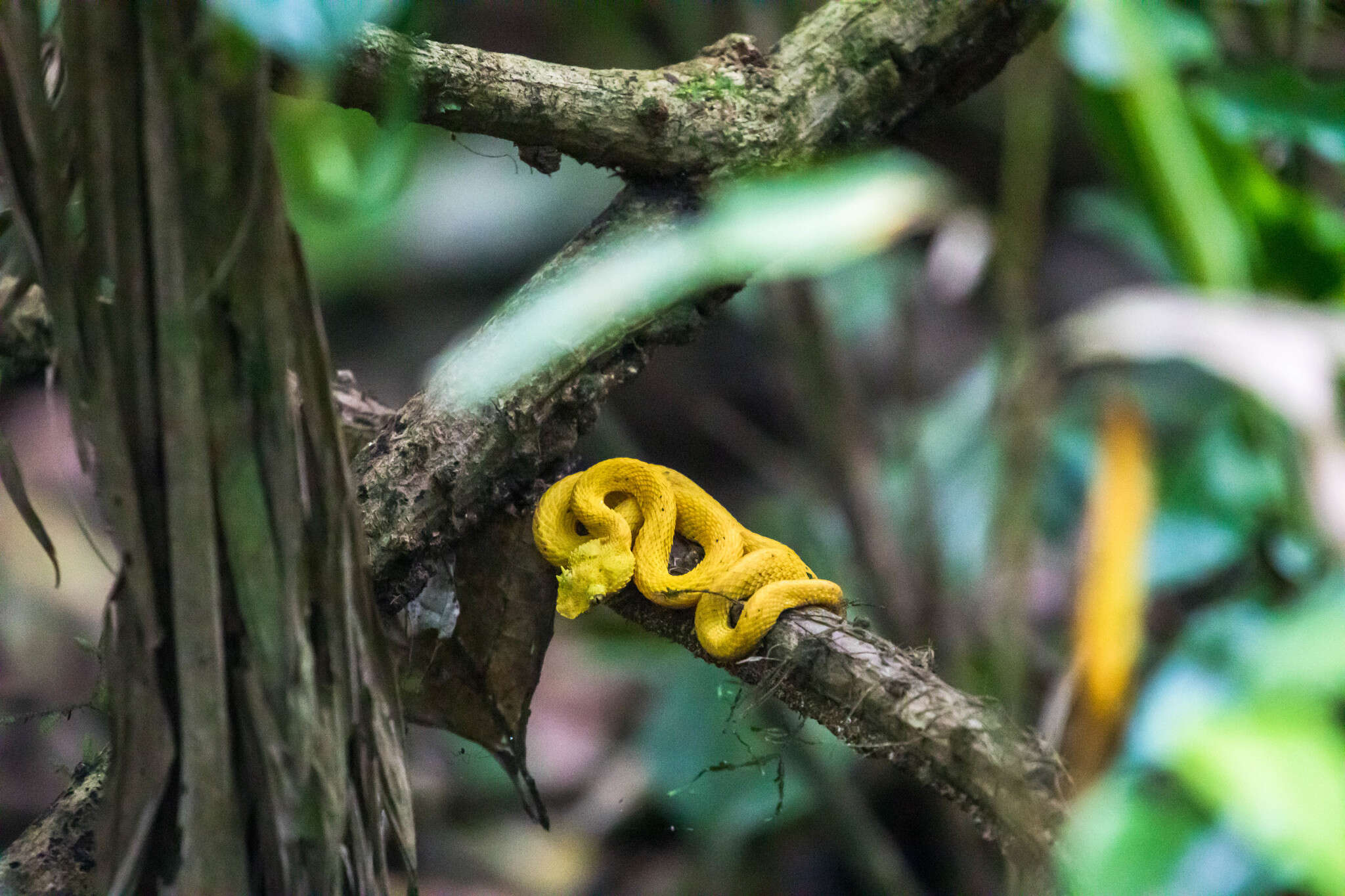 Image of Eyelash Viper