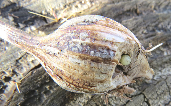 Image of <i>Eurosta solidaginis</i> (Fitch 1855)