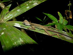 Image of Dusky Earless Agama