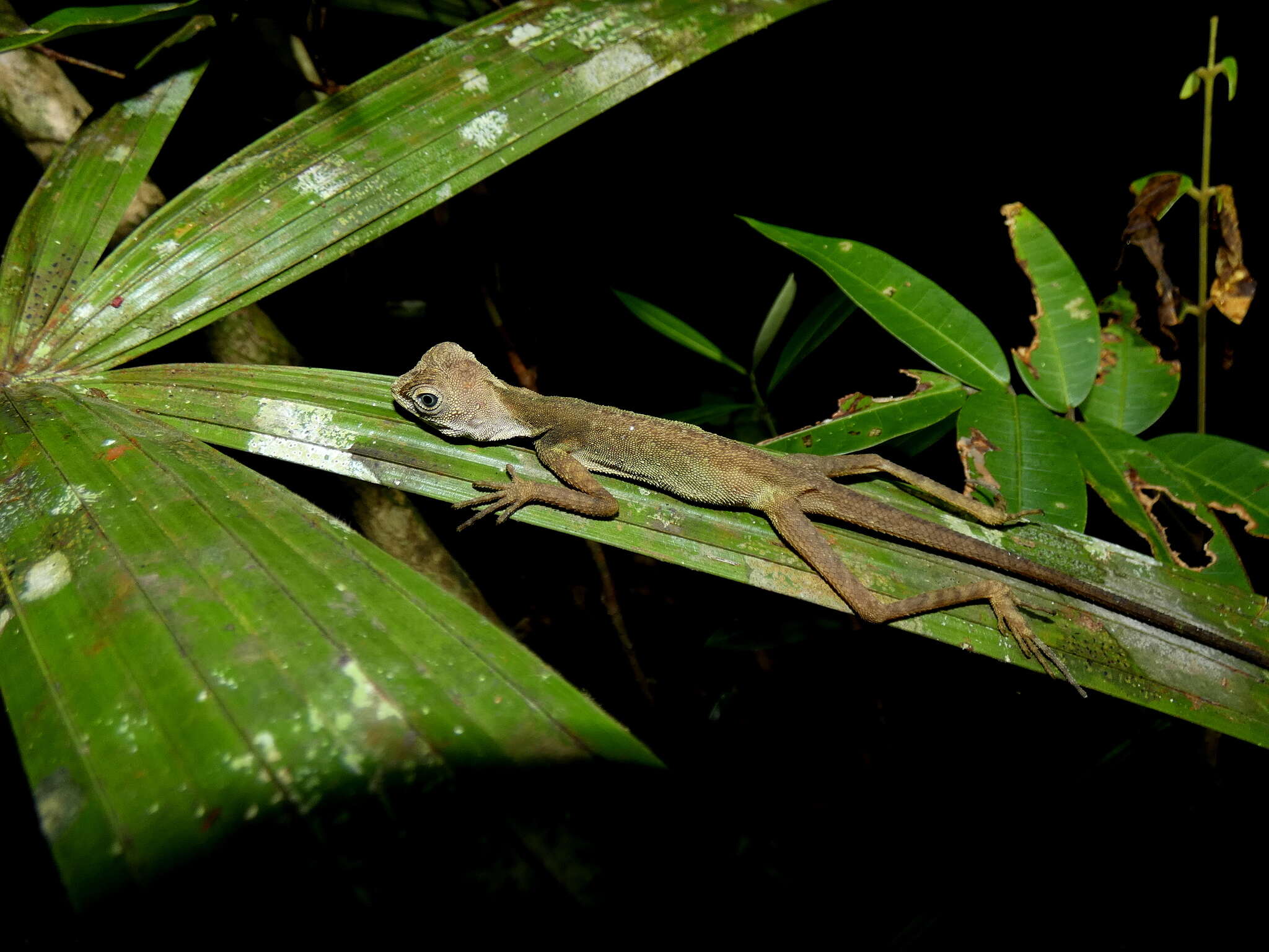 Image of Dusky Earless Agama